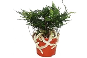 Exotenherz Tarantel-Farn, Vogelspinnen-Farn,Spinnenfarn, Humata tyermannii, Davallia, 12cm Topf