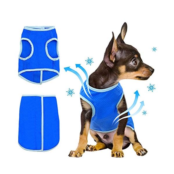 Crufts Pet Cooling Vest in Colour Box, Small Dogs.co.uk