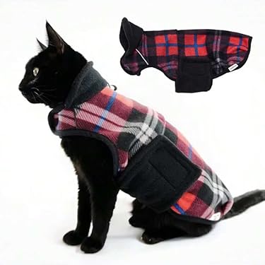 Kattentrui