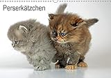 Perserkätzchen / CH-Version (Wandkalender 2019 DIN A3 quer): Neun Katzenbabys im Fotostudio (Monatskalender, 14 Seiten ) (CALVENDO Tiere) by 