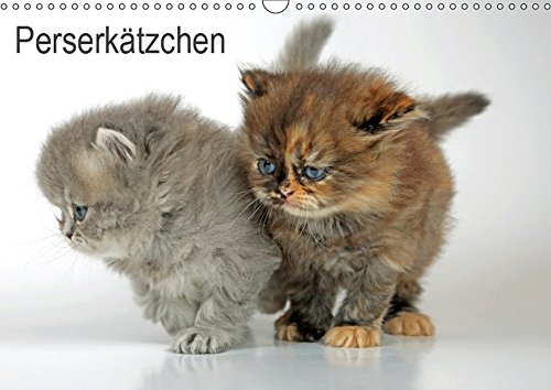 Perserkätzchen / CH-Version (Wandkalender 2019 DIN A3 quer): Neun Katzenbabys im Fotostudio (Monatskalender, 14 Seiten ) (CALVENDO Tiere)