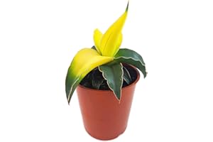 Fangblatt - Sansevieria 'Star Canary', leuchtend gelbe Zwergsorte des Bogenhanf - sehr schöne Sukkulente/Sanseverie - dekoratives Dickblatt - pflegeleichte Zimmerpflanze