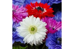 FLORIANA-BULBOSE 50 Bulbi di Anemone ST. BRIGID Bulbi/Tuberi (50)