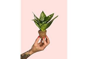 Sansevieria Trifasciata Green Star | Mini Planta Natural | Pur Plant