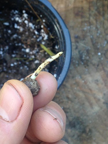 Hanfpalme Trachycarpus fortunei – Hanf Palmen Samen 10 Stück / Pack – Palmensamen – Winterhart bis -17 °C die frosthärteste Palmen weltweit - 3