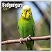 Budgerigars - Wellensittiche 2017: Original Avonside-Kalender [Mehrsprachig] [Kalender] (Wall-Kalender) by 