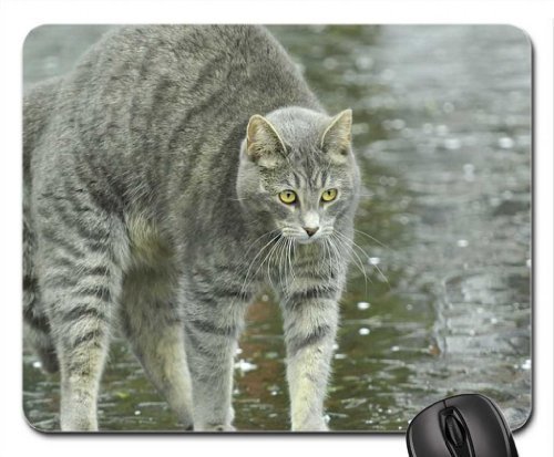 Preisvergleich Produktbild BGLKCS