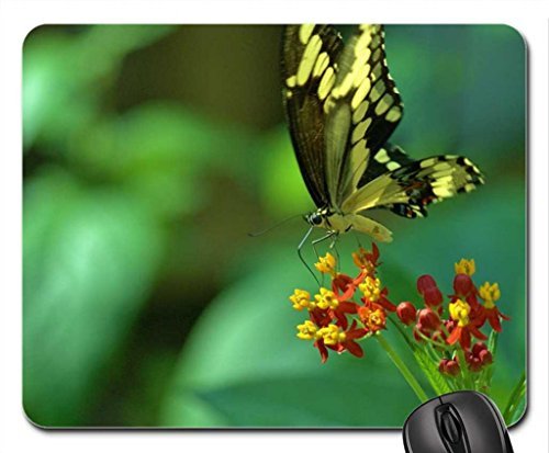 Preisvergleich Produktbild Schmetterling auf Echinacea Mauspad, Mousepad (Schmetterlinge Mauspad) #031