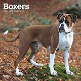 Boxers International - Boxer 2020 - 16-Monatskalender mit freier DogDays-App: Original BrownTrout-Kalender [Mehrsprachig] [Kalender] (Wall-Kalender) by 