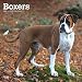 Boxers International - Boxer 2020 - 16-Monatskalender mit freier DogDays-App: Original BrownTrout-Kalender [Mehrsprachig] [Kalender] (Wall-Kalender) by 