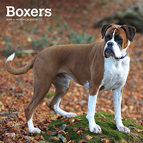 Boxers International - Boxer 2020 - 16-Monatskalender mit freier DogDays-App: Original BrownTrout-Kalender [Mehrsprachig] [Kalender] (Wall-Kalender)