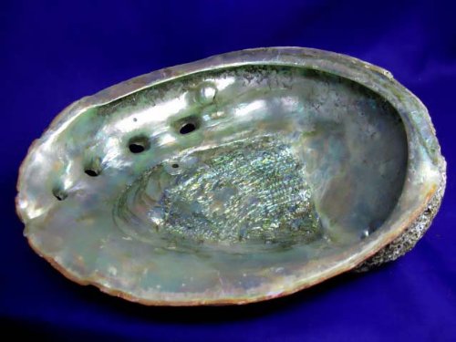 NAV24: concha de mar para varillas aromáticas. Grande