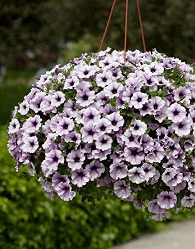 Creative Farmer Flower Seeds : Blue Fix Trailing Petunia For Nursery Plant (Seeds) Garden [Home Garden Seeds Eco Pack] Plant Seeds
