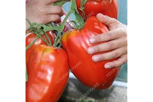 SVI 100 piezas / bolso Semillas Raras Semilla de pimiento rojo tomate en Bonsai orgánicos de la herencia Vehículos sanos y frutos para jardín púrpura