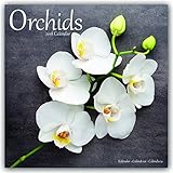 Orchids - Orchideen 2018: Original Avonside-Kalender [Mehrsprachig] [Kalender] (Wall-Kalender) by 
