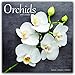 Orchids - Orchideen 2018: Original Avonside-Kalender [Mehrsprachig] [Kalender] (Wall-Kalender) by 