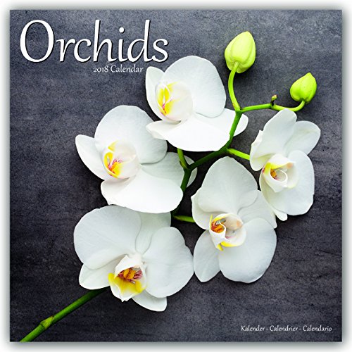 Orchids - Orchideen 2018: Original Avonside-Kalender [Mehrsprachig] [Kalender] (Wall-Kalender)