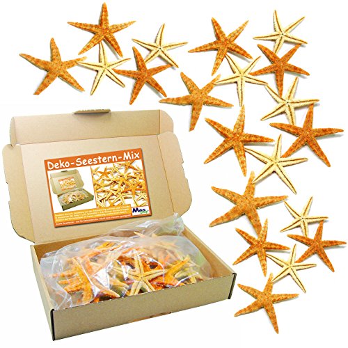 SEESTERN – MIX 20 er – Set echte Seesterne Deko – Starfish im Karton zum Dekorieren & Basteln (Natur) - 3
