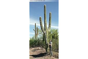 FASH LADY Portal Cool Carnegiea Gigantea Saguaro gigante Cactus Cactus suculentas 20 semillas Uk Vendedor