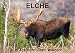 ELCHE In den nördlichen Wäldern (Wandkalender 2018 DIN A3 quer): Begleiten wir den Elch in den nördlichen Wäldern von Quebec. Philippe Henry ... (Monatskalender, 14 Seiten ) (CALVENDO Tiere) - Philippe Henry