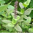 Uganio Plant Uganio Tulsi Live Plant With Pot