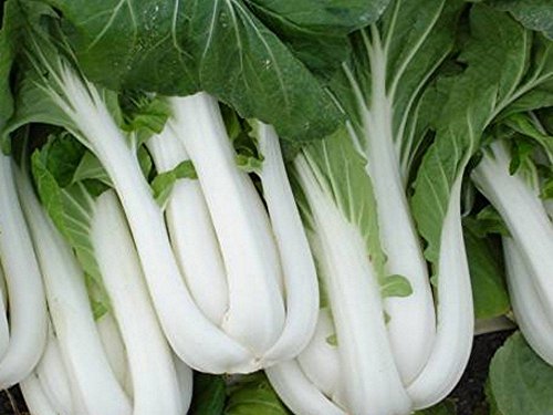 Pak Choi - Joi Coi F1 Hybrid - 50 Samen