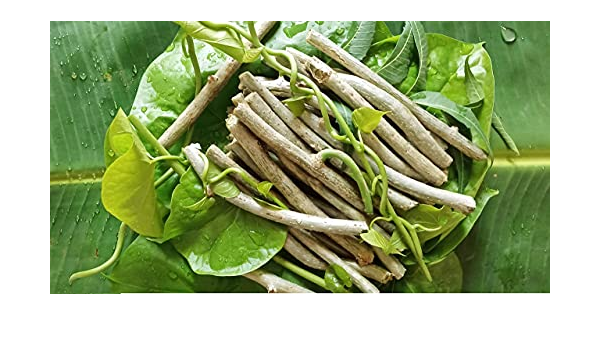 Lxi 662 Organic Giloy Neem Tree Guruch Gulvel Guduchi Fresh Plant Stems 6 Inch Amazon In Garden Outdoors