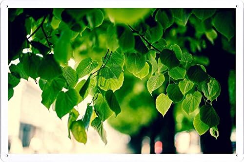 Metal Poster Tin Sign Plate Green Tree Foliage Retro Vintage Wall Décor by hamgaacaan (20x30cm)