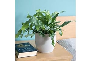 Plant Theory 30cm Blue Star Fern Phlebodium Aureum House Fern Humidity Loving Plants House Plant 12cm Pot