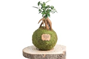 Kokedamas Lucciana Ficus Ginseng Petit - Kokedama Intérieur | Boule de Mousse Vivante | Plante Naturelle | Plante Intérieure ou Extérieure | Décoration Maison | Entretien Facile