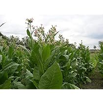 when to plant tobacco seeds uk Cigar Tobacco