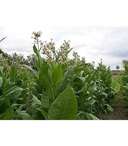 SAFLAX - Common Tobacco - 250 Seeds