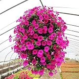  AGROBITS Verde: bo BF7E 100PcsGreen Phyllo s Garden Supply