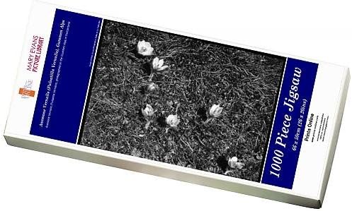Media Storehouse 1000 Piece Puzzle of Anemone Vernalis (Pulsatilla Vernalis), Gummen Alps (4422991)