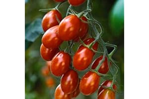 PAGANO DOMENICO E FIGLI SEMENTI DAL 1954 POMODORO A GRAPPOLI SELEZIONE DATTERINO F1 IBRIDO NR.50 SEMI