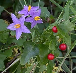 CooPany Thoothuvalai Live Plant/??????? ???? / Climbing Brinjal Live Medicinal Plant