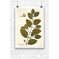 Print Wandbild Poster Bild Pflanze Nr.3 Blume antik Vintage OHNE RAHMEN Format A4