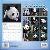 Image de Pandas Calendrier Calendar 2016