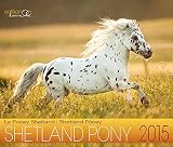 Shetland Pony 2015: Shetland Pony Pferdekalender by