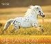 Shetland Pony 2015: Shetland Pony Pferdekalender by