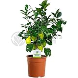 Citrus Lemon - 1 Plant - House / Office Live Indoor Pot Plant Tree Potted In 12cm Pot
