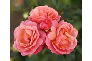 GENERIC 'Peach Melba' Rose - Rose of The Year 2023 - Scented Blooms with a Blend of Apricot, Peach and Pink - Climbing Rose - 4L Potted Rose