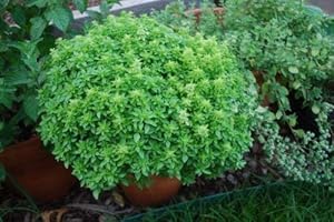PREMIER SEEDS DIRECT - HERB - Basil - Spicy Globe Bush - 2200 Finest Seeds