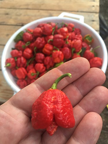 60 REINEN SAMEN der 6 HEIßESTEN UND SCHMACKHAFT CHILI in der WELT – KOLLEKTION 6 BIS: TRINIDAD MORUGA SCORPION RED, BROWN BHUTLAH, FATALII, CHEIRO ROXA, HABANERO YELLOW BULLET, SATAN’S KISS – DIE FRüCHTE SIND NICHT ENTHALTEN - 4
