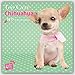 Too Cute Chihuahua - Chihuahuas 2017 - 18-Monatskalender: Original Myrna-Kalender [Mehrsprachig] [Kalender] by 