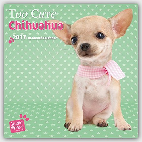 Too Cute Chihuahua - Chihuahuas 2017 - 18-Monatskalender: Original Myrna-Kalender [Mehrsprachig] [Kalender]