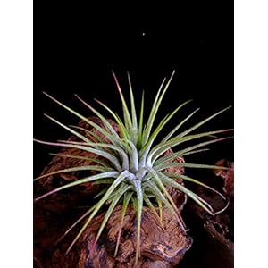 RARITÄT 2 Stück - Seltene Wüsten Tillandsien Ionantha silver circa 6 cm Durchmesser