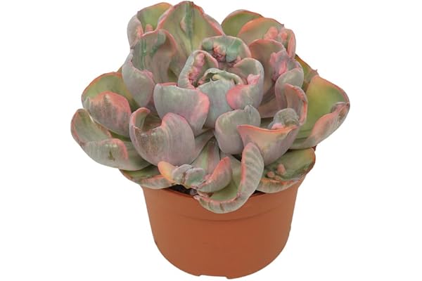 Exotenherz Färgglada rosetter tjockblad – Echeveria "Cleopatra" – sällsynta – lättskötta suckulenter – 10,5 cm kruka