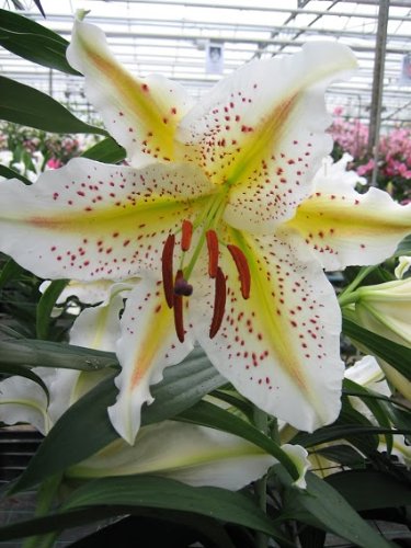 Lilium orientalis - Lilie " Auratum Goldband " (1)