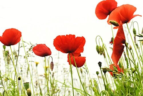 FLORAL CANVAS ARTWORK RED POPPIES ON WHITE ART PRINT 30" X 20" READY TO HANG